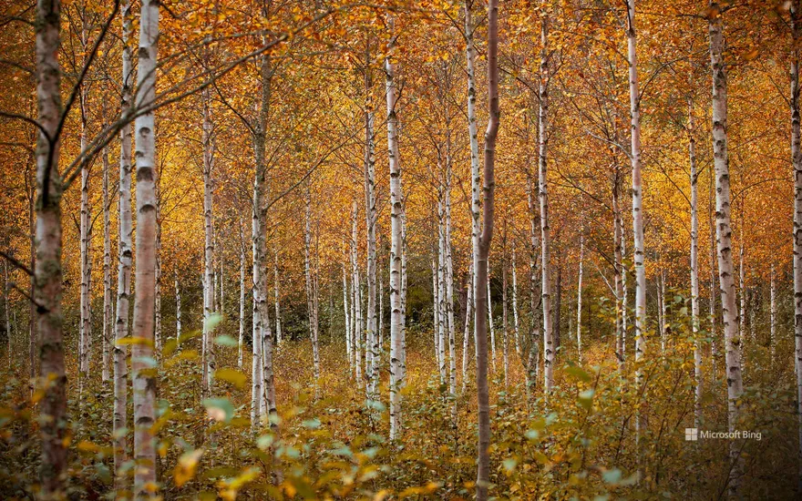 Birch trees in autumn, Drammen, Norway