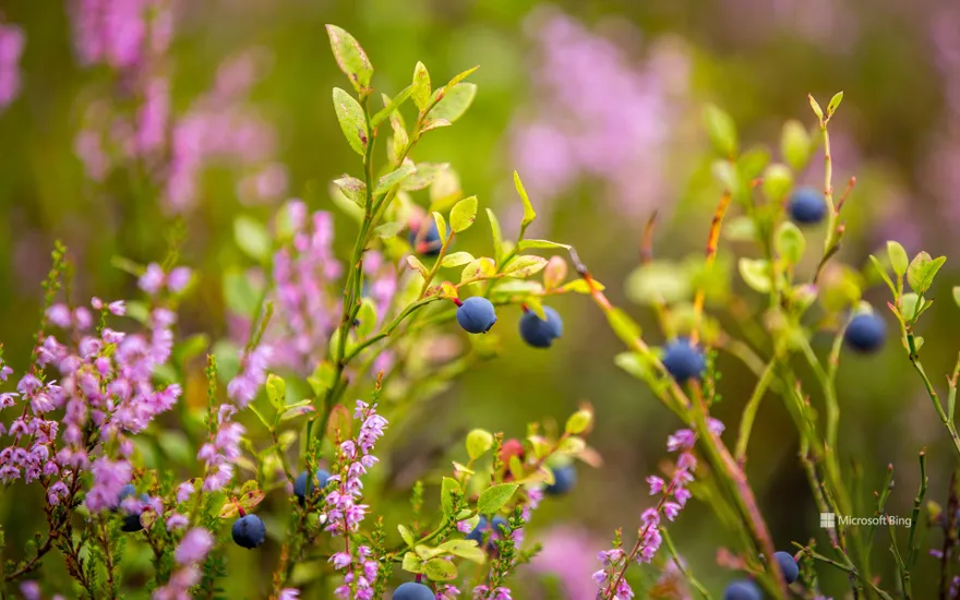 Blueberries growing in the wild