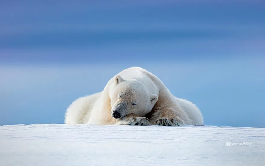 Polar bear in Svalbard, Norway