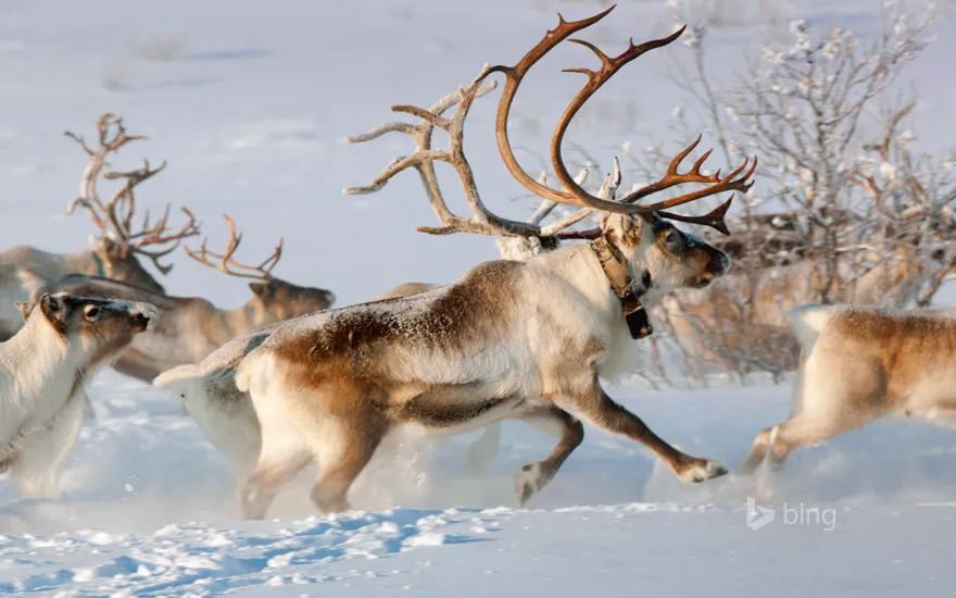 Reindeer in the countryside near Karasjok, Finnmark, Norway