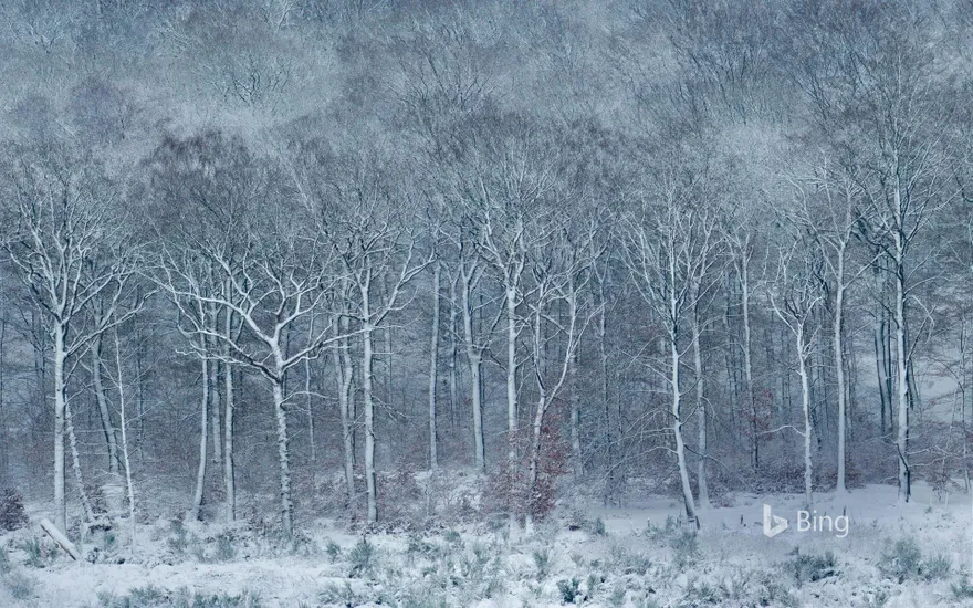 Beech forest covered with frost and snow, Ardennes, Belgium