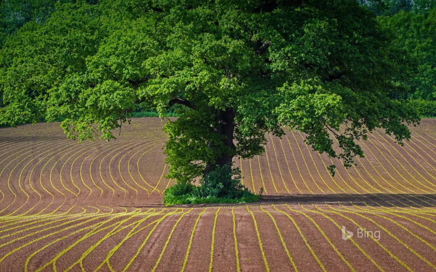 English oak tree in a cultivated field in Monmouthshire, Wales