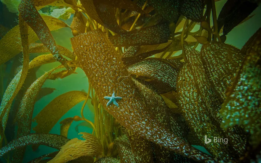 Ochre sea star on kelp off the coast of California