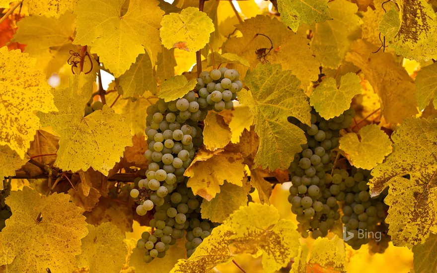 Gewürztraminer grapes at autumn harvest, Okanagan Valley, B.C., Canada