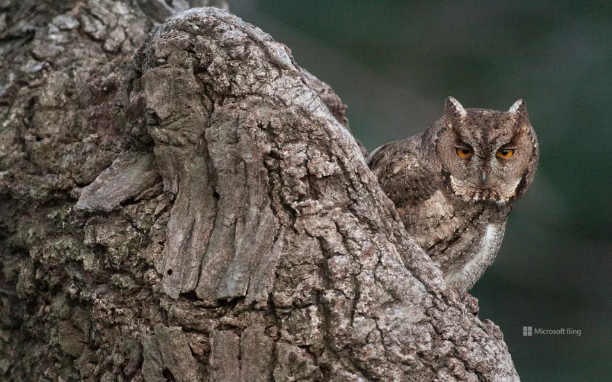 Owl blending into trees