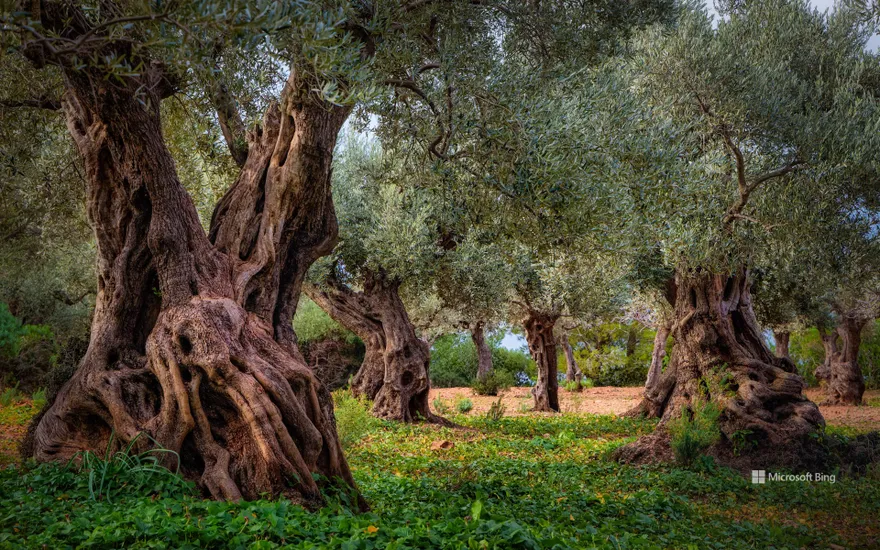 Old olive grove in the Serra Tramuntana range, Majorca, Spain