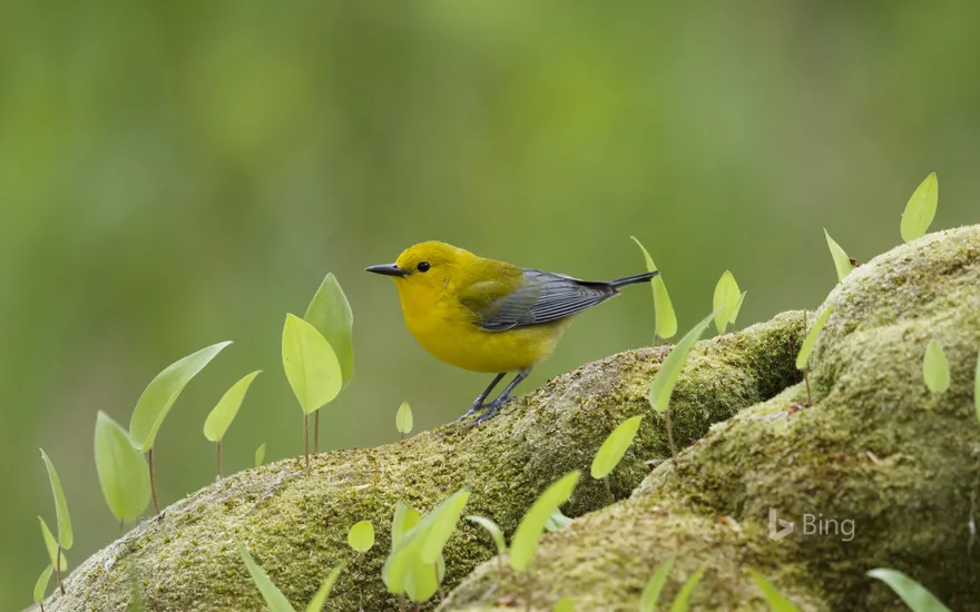 Prothonotary warbler in Ontario, Canada