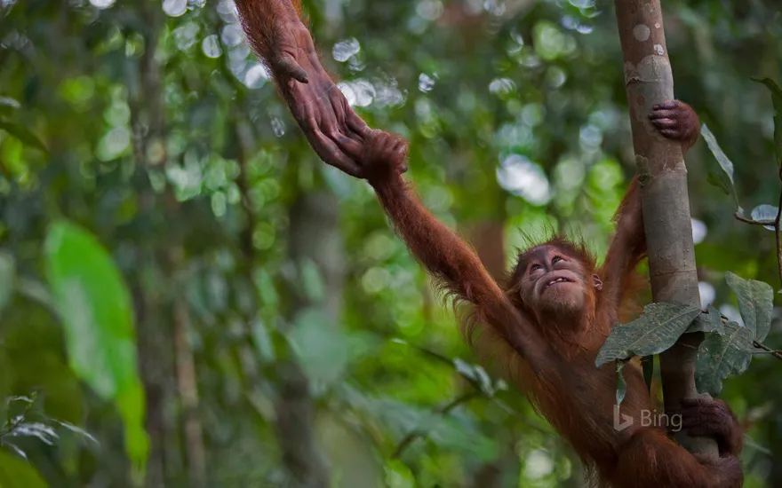 An infant Sumatran orangutan in Gunung Leuser National Park, Indonesia