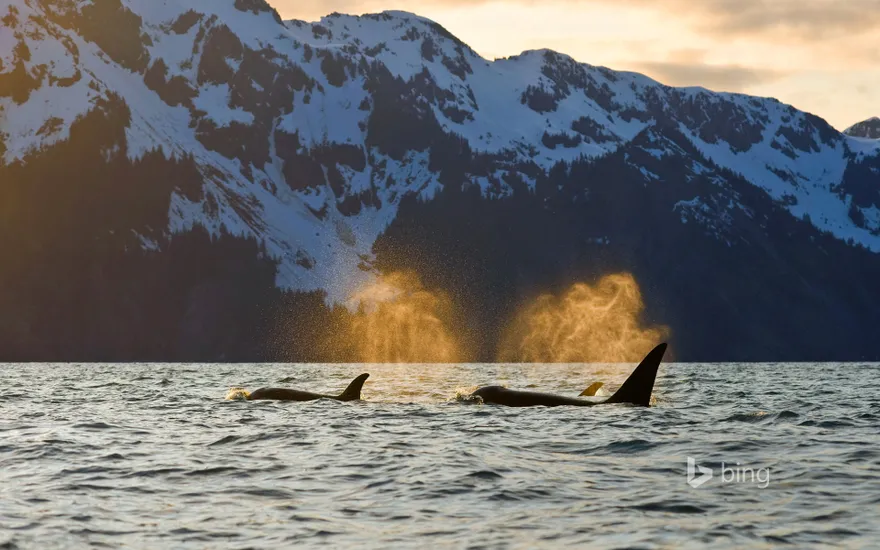 Orcas in Resurrection Bay near Kenai Fjords National Park, Alaska