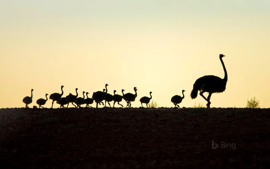 Ostrich with chicks in Western Cape, South Africa