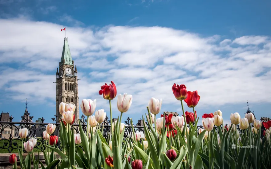 Tulips in front of the Parliament Buildings during the Tulip Festival in Ottawa