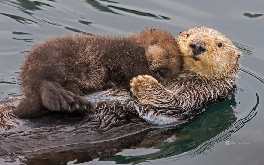 Sea otter mother and pup, Monterey Bay, California, USA