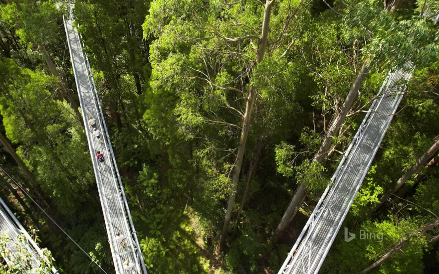Otway Fly Treetop Walkways, Weeaproinah, Victoria, Australia