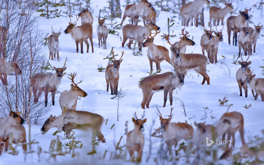 Reindeer near Oulu, Finland
