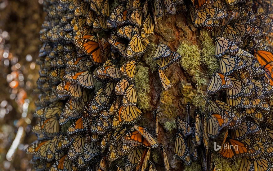 Monarch butterflies wintering in Michoacán, Mexico