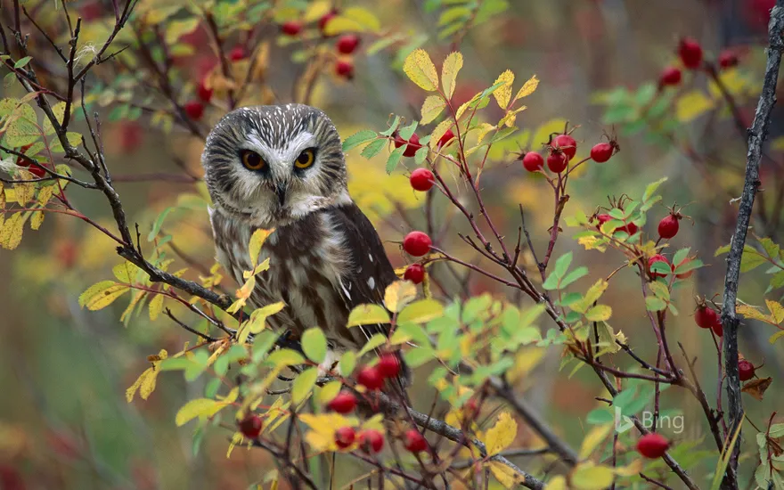 Northern Saw-whet Owl (Aegolius acadicus) perching in a wild rose bush in British Columbia