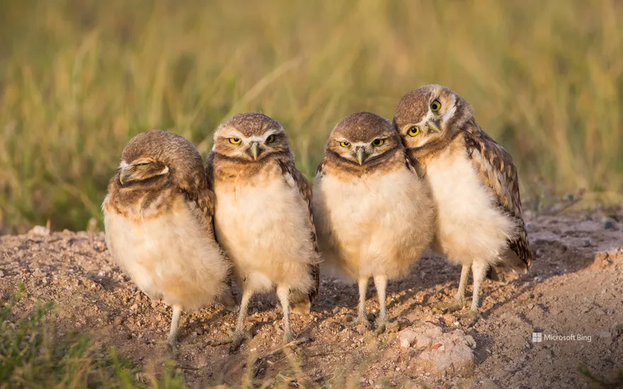 Burrowing owl chicks near a burrow, Wyoming