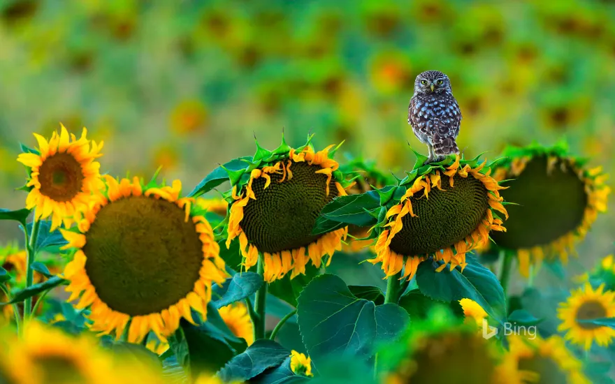 Little owl perched on a sunflower, Cadiz, Andalusia, Spain