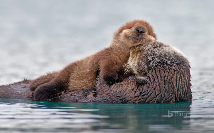 Sea otter with pup, Prince William Sound, Alaska, USA