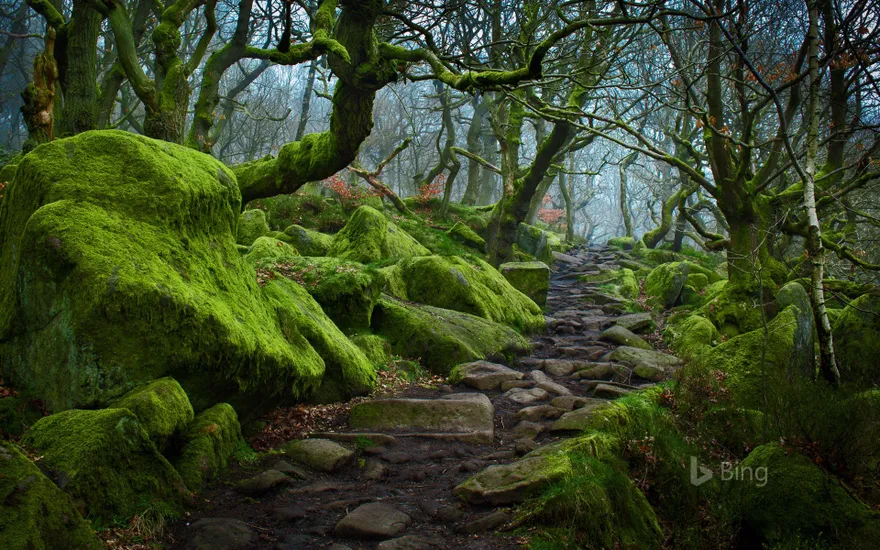 Forest path in Padley Gorge in Derbyshire