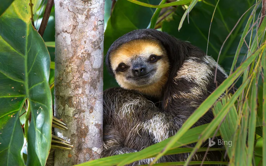 Pale-throated sloth perched in a tree on Sloth Island, Essequibo River, Guyana