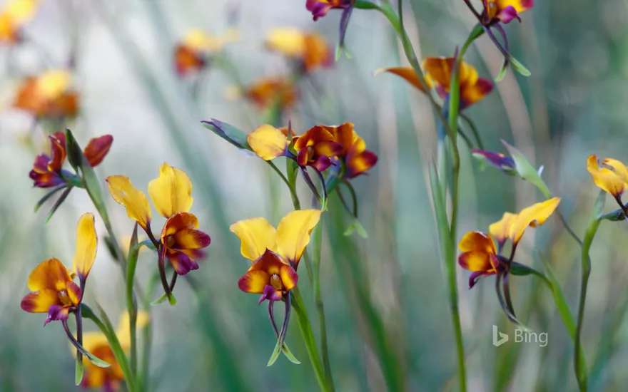 Pansy orchid (diuris magnifica) flowers in Kings Park, Perth