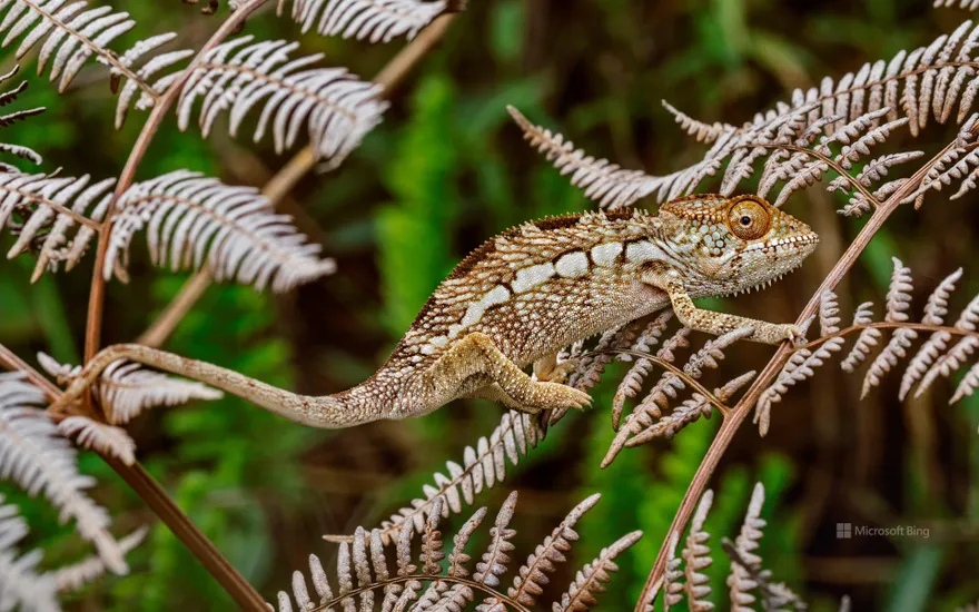 Panther chameleon, Amber Mountain National Park, Madagascar