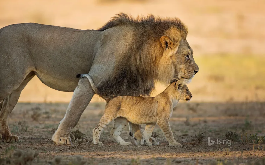 Male African lion and cub in Kgalagadi Transfrontier Park in southern Africa