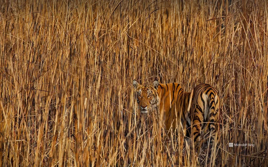 Tiger in Assam, India