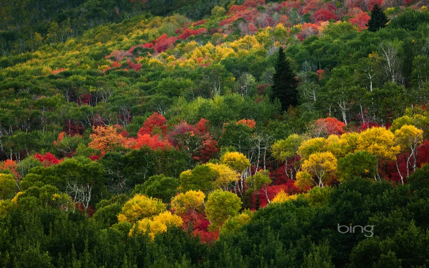 Fall colors on Pinecone Ridge near Park City, Utah