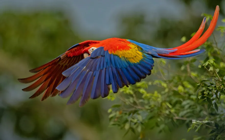 Scarlet macaw, Costa Rica