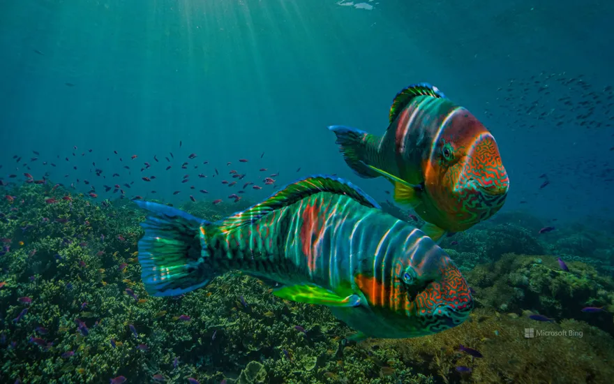 Parrotfish off the coast of Negros Oriental province, Philippines