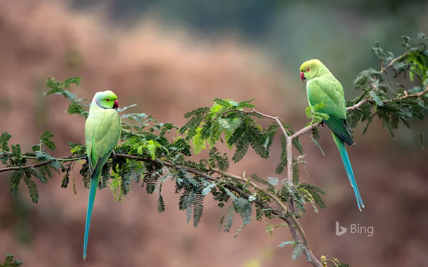 Rose-ringed parakeets in National Chambal Gharial Wildlife Sanctuary, Madhya Pradesh, India