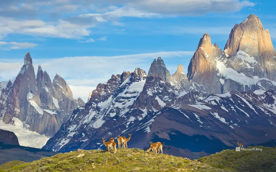 Guanacos in Los Glaciares National Park, Patagonia, Argentina