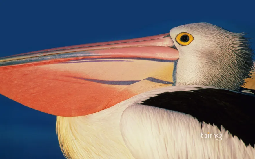 Profile of an Australian pelican