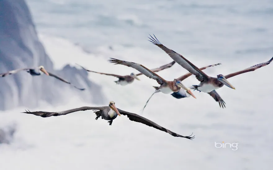 Pelicans in flight, near Bandon, Oregon