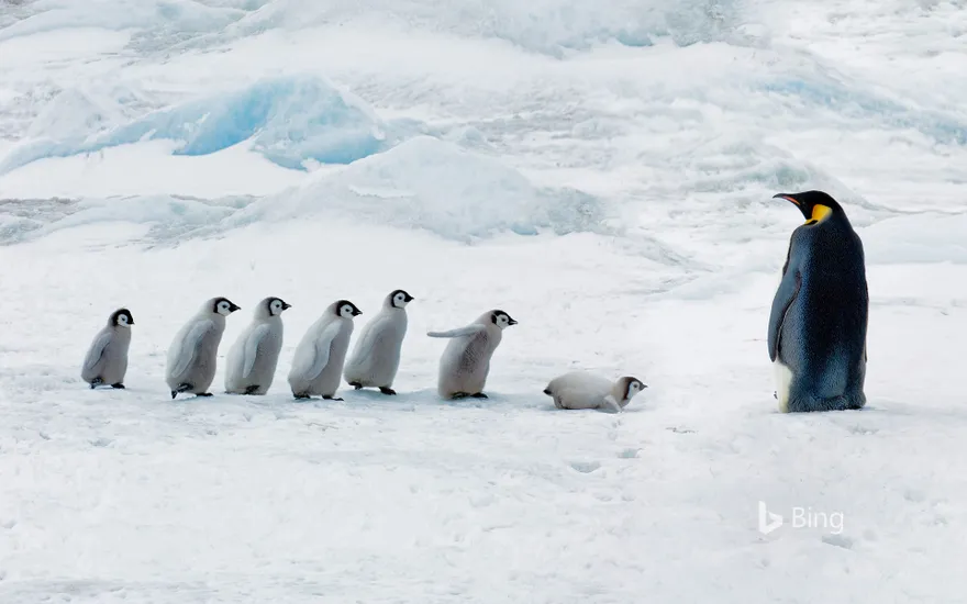 Emperor penguin adult and chicks, Snow Hill Island, Antarctica