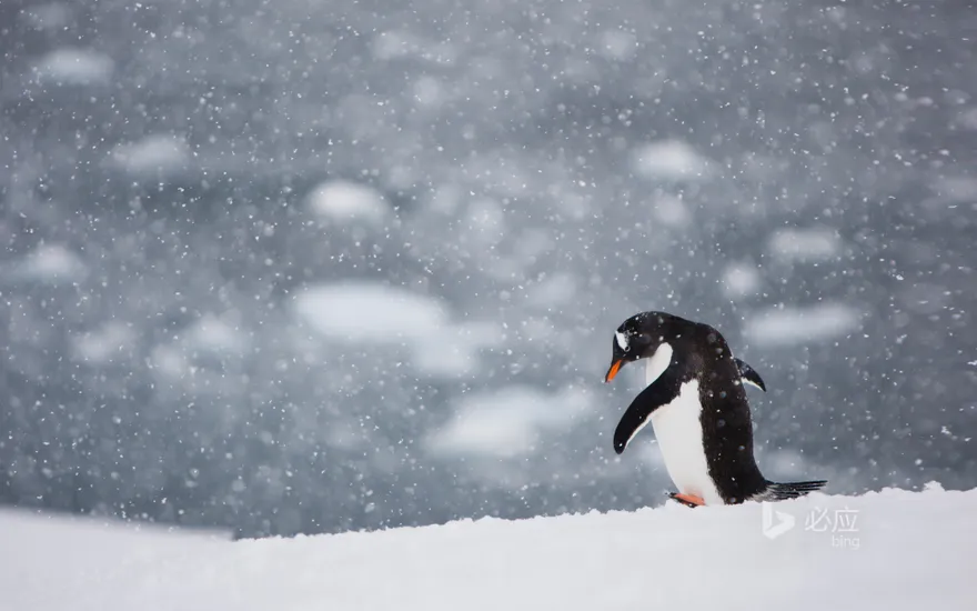 Penguin walking alone in the snow