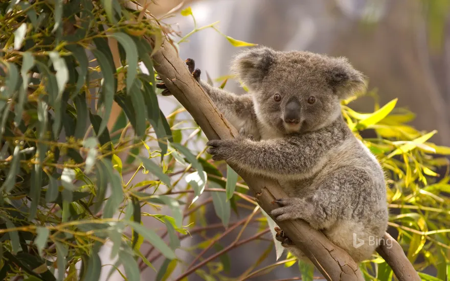 An Australian koala perched in a gum tree overlooking the scenery