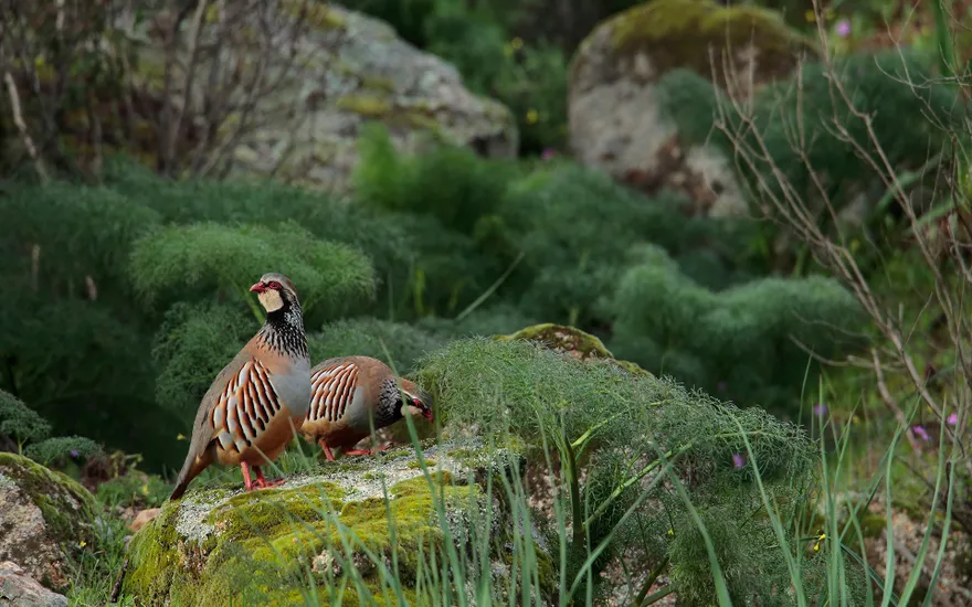 Two red-legged partridges in their habitat, Parque Natura Sierra de Andujar, Spain,