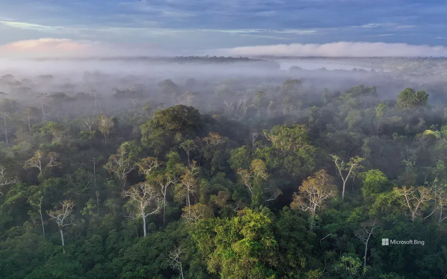 Amazon rainforest, Peru
