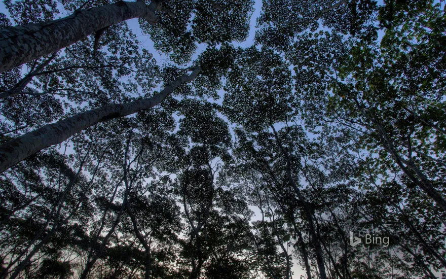 The tree canopy in the Tambopata National Reserve of the Peruvian Amazon