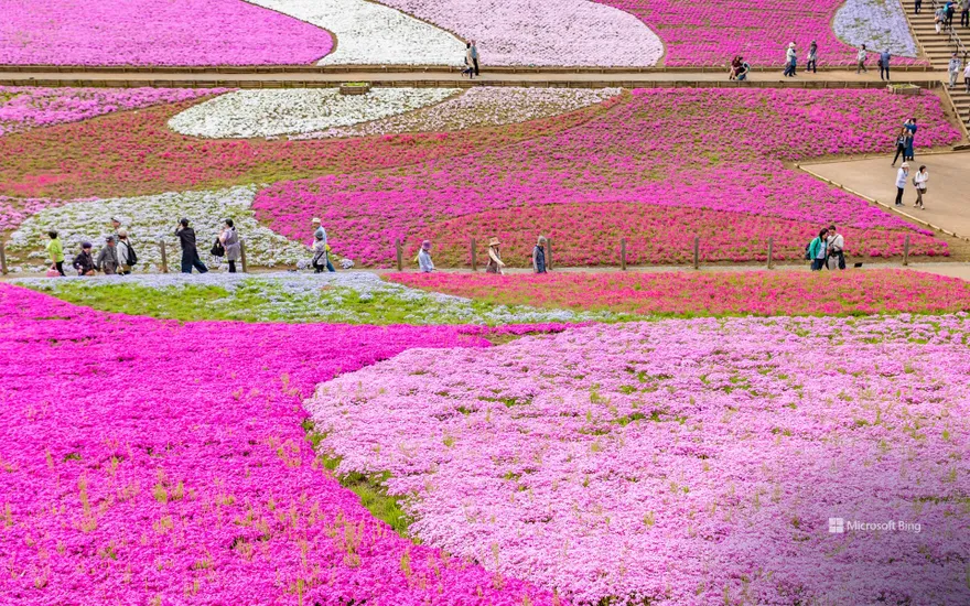 Moss pink displays at Hitsujiyama Park, Saitama Prefecture, Japan