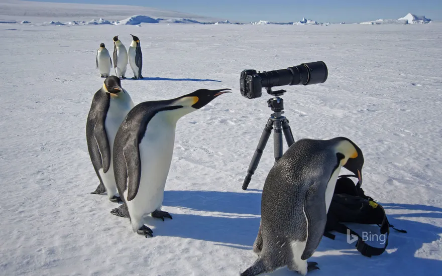 A group of curious emperor penguins in Antarctica