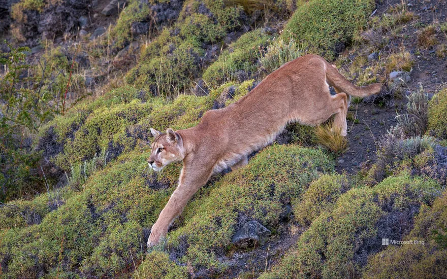 Puma in Torres del Paine National Park, Patagonia, Chile