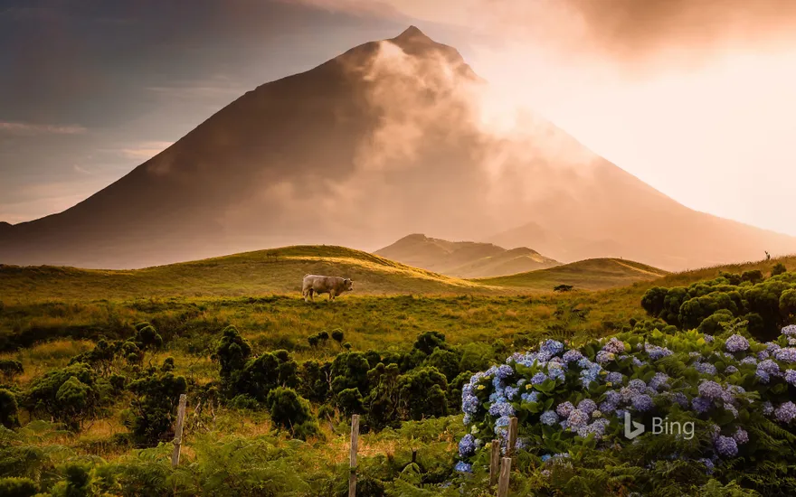 A bull in the foothills of Mount Pico on Pico Island in the Portuguese archipelago of the Azores