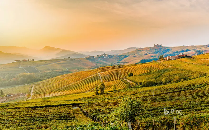 Vineyards of Barolo, Piedmont, Italy