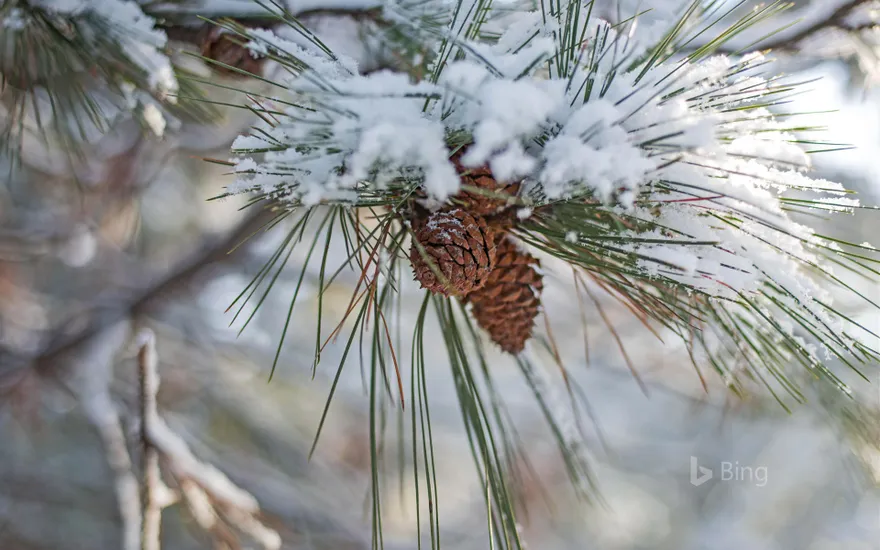 Fresh fallen snow on pine tree