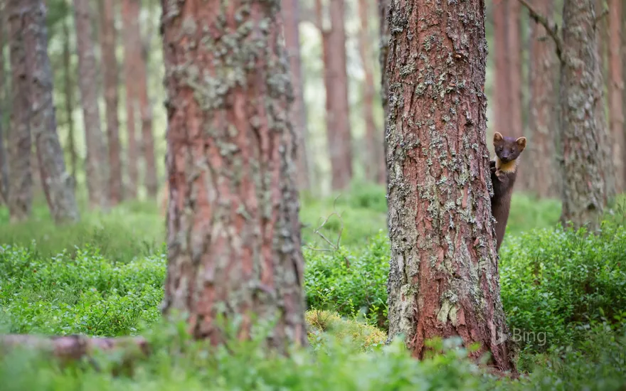 A pine marten in the Cairngorms National Park, Scotland