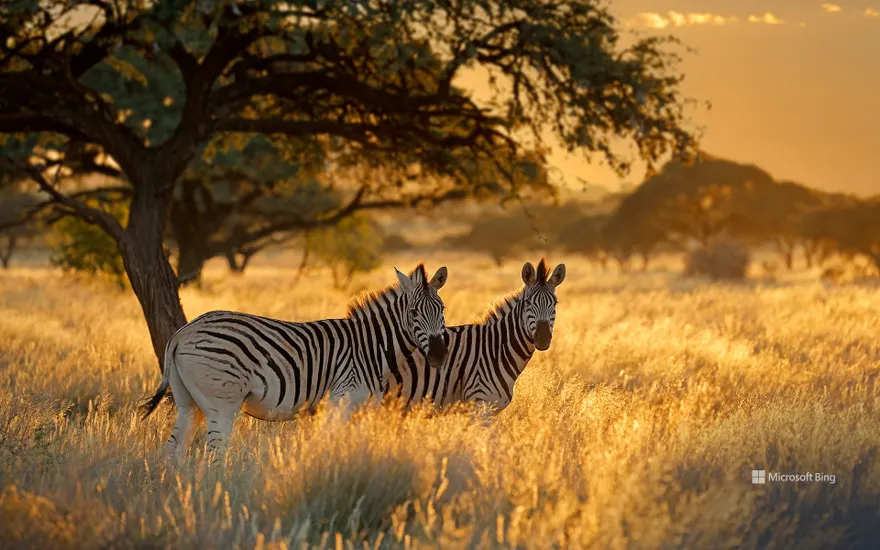 Plains zebras at sunrise, Mokala National Park, South Africa